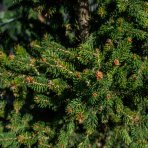 Smrek obyčajný (Picea abies) ´WILLS ZWERG´ - 100-125 cm, kont. C30L